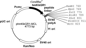 Plasmid map of phmKikGR1-MCL